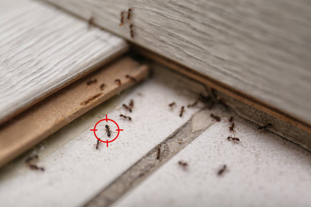 Best Wasp Removal Services  in Mshall, AR