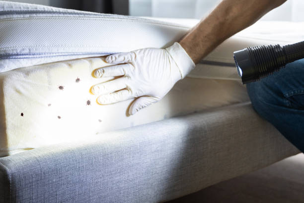 Best Local Pest Control Services  in Mshall, AR