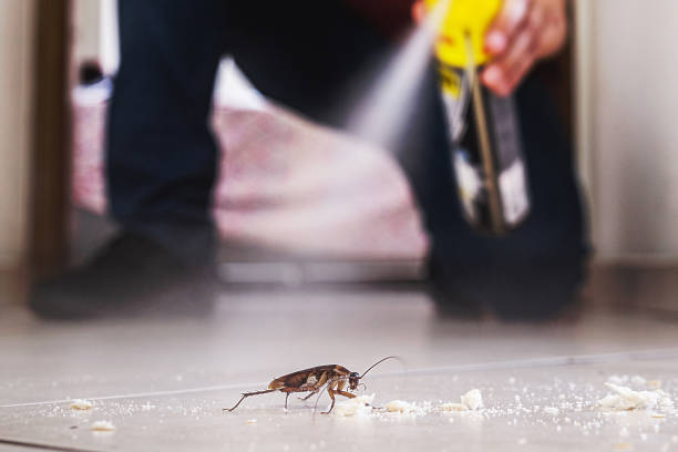 Flea Control Services in Marshall, AR